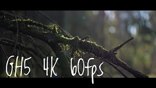 A day in the woods - GH5 4K 60fps 8bit test by AE Films - André Eckhardt 4,558 views 5 years ago 2 minutes, 20 seconds