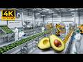 How Avocado Oil Is Made Full Factory Process From Farm To Market