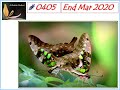 Ashrama Gardens Photo Video # 0405 - April 1, 2020 Edition - End March 2020 Clicks
