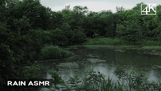Sleep Better with Forest Rain Sounds ASMR  Perfect for Study and Insomnia  4K