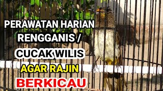 Tips Perawatan Harian Cucak Wilis / Rengganis Agar Rajin Gacor