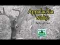 Appalachia Wildlife Video 23-38 from Trail Cameras in the Foothills of the Great Smoky Mountains