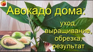 Авокадо  дома Уход Выращивание Обрезка Результат avocado seed care Из косточки!