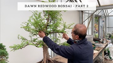Creating Dawn Redwood Bonsai - Part 2