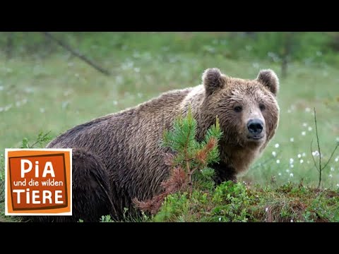 Video: Vermehrung von Känguru-Apfeln: Erfahren Sie mehr über Känguru-Apfelpflanzen