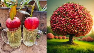 The best way to plant and grow Apples with Aloe vera🍎 fruit