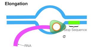 Wiki Group Animation - Transcription in Eukaryotes