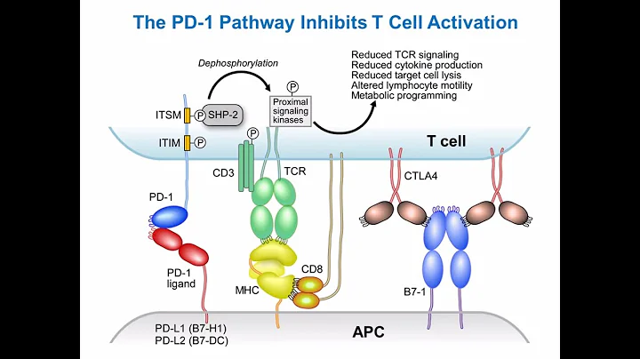 Targeting Cancer Pathways: Understanding Immune Ch...