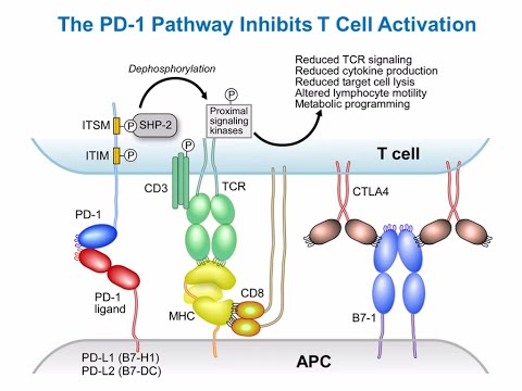 Targeting Cancer Pathways: Understanding Immune Checkpoints