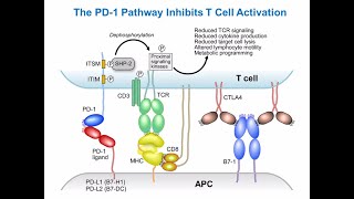 Targeting Cancer Pathways: Understanding Immune Checkpoints