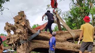 Cẩu cây dáng hương và cây  siêu khủng . Độc nhứt vô nhị .