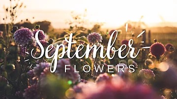 The September Flower Tour - Watch the beauty of our flower fields unfold in Sept 22!