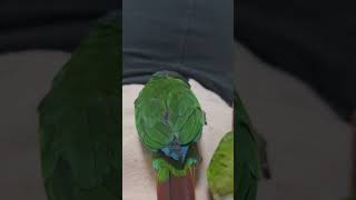 단추 놀이시간#앵무새 #parrot #코뉴어 #conure