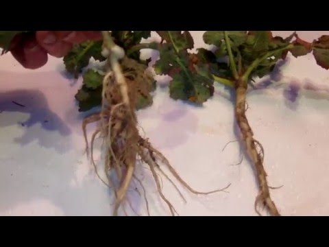 Wideo: Rzepak (roślina) - Użyteczne Właściwości, Receptury I Przeciwwskazania