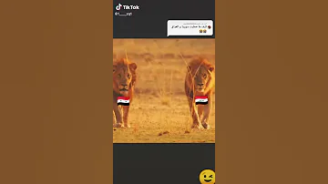 كفوكفو 