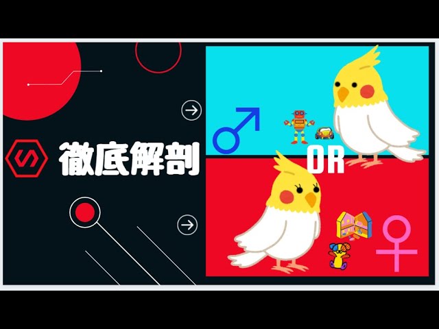 オカメインコ ルチノー種 性別判断方法 えっ メスのだったの きなこが巣作りを始めた Youtube