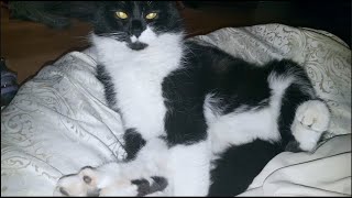 Cat farts right in my face by I'm kitting! 9,703 views 2 years ago 16 seconds