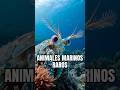 Los animales marinos mas raros😳 #curiosidades #snorkeling #naturaleza #pesca #peces #ocean #sea