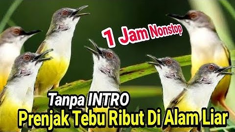 1 Jam Tanpa Intro Ciblek tebu Pikat Gacor | Prenjak rawa Pikat | Prenjak Tebu Pikat