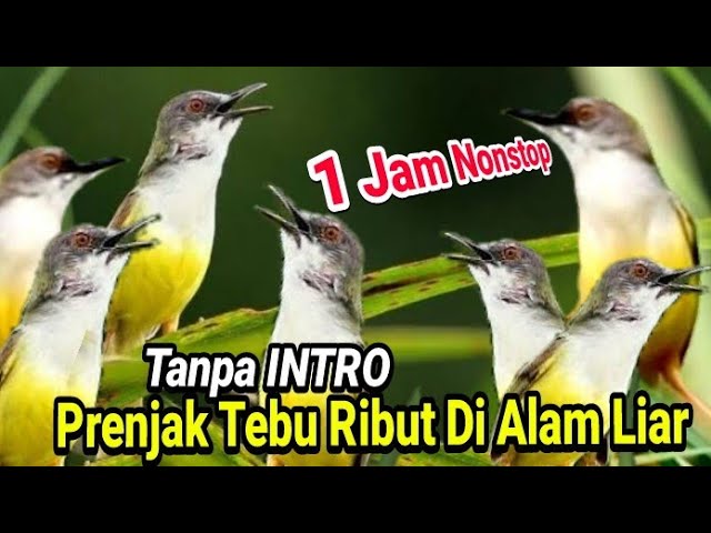 1 Jam Tanpa Intro Ciblek tebu Pikat Gacor | Prenjak rawa Pikat | Prenjak Tebu Pikat class=