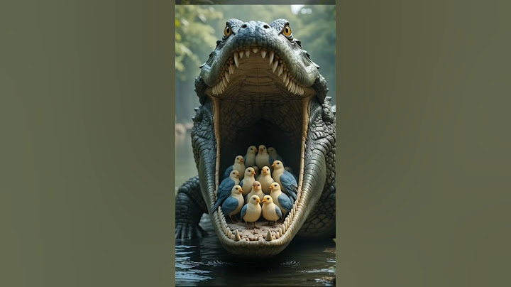 Birds are playing hide and seek with the crocodile 2 #birds
