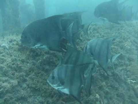 Lemon Sharks Stuart Florida