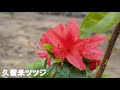 ツツジいろいろ200505 1