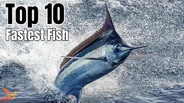 10 Fastest Fish in the World