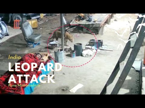 Leopard Attack | Man Sleeping, Leopard Attacks Pet Dog in Pune, Maharashtra, India.