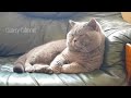 British Shorthair. Lazy BEAR. Cattery Calmcat