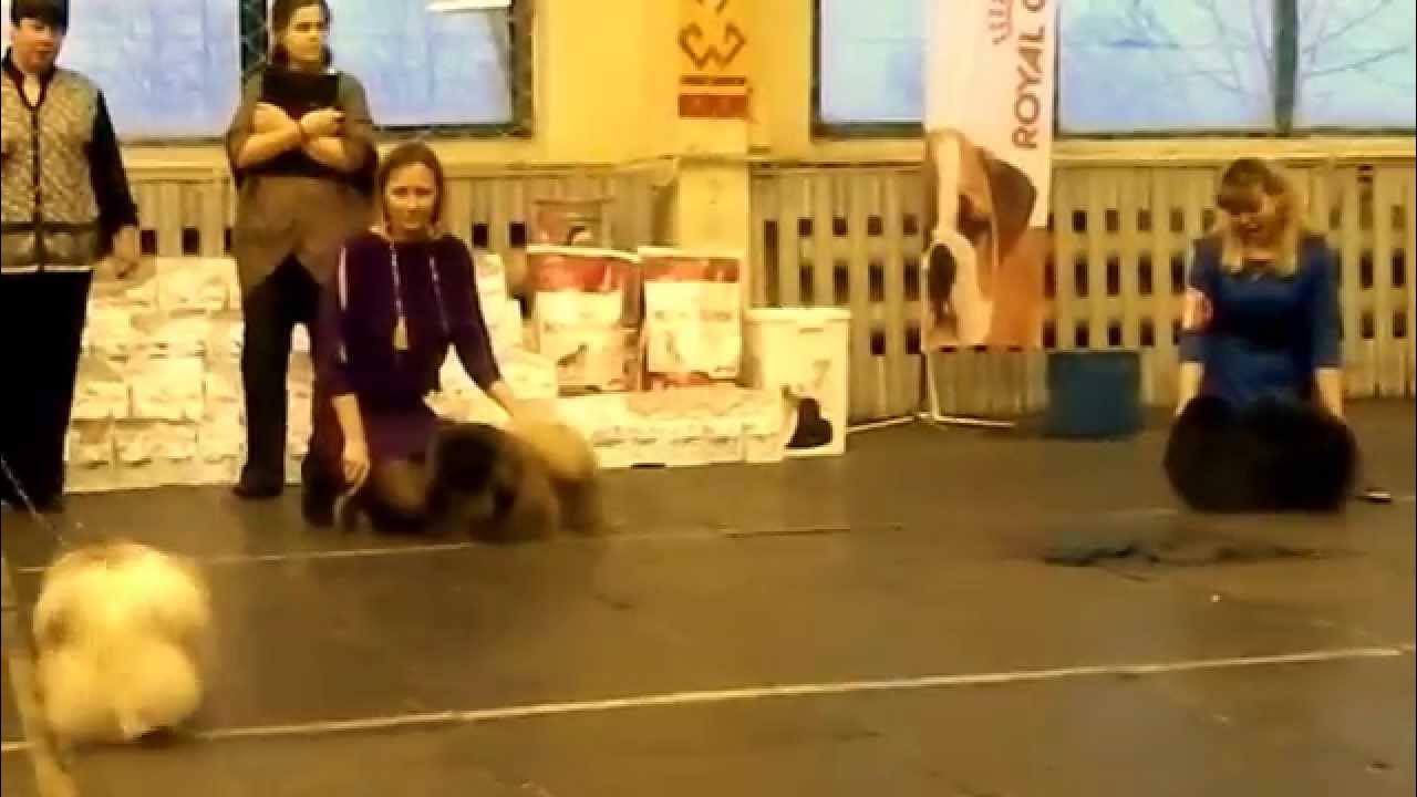 Выставки собак чебоксары. Выставки собак чебоксары