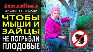 Защита деревьев от грызунов зимой. Защита плодовых деревьев от мышей. Защита яблонь от зайцев.