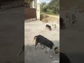 सुंदर होने से प्रेम नहीं होता #motivational #thought #street dog #yt short #yt video #yt feed#sayari
