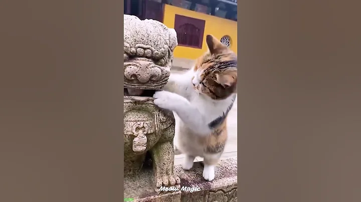 Watch the video about Cat Lover 🐈‍⬛ kitten meowing call 🐈‍⬛ # #7643