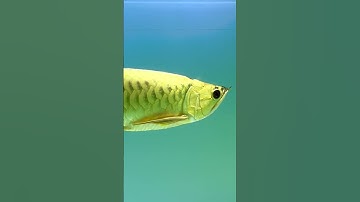 Cá Rồng Kim Long Quá Bối (Full Helmet) #arowana #cárồng #fullhelmet #kimlong