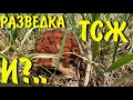 Ищем трутовик серно-жёлтый. Долго и упорно! И что находим?..