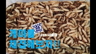 Eng) 서울대 관악산에서 개미채집하기_흰개미