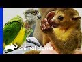 Two Exotic Pets Get Expert Treatment From Dr Ross | The Vet Life