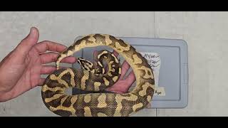 Ball Python Clutch 2026-05 Update 