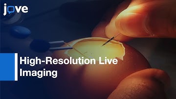 High-Resolution Live Imaging Of Cell Behavior In Developing Neuroepithelium l Protocol Preview