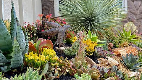 Creating Succulent Garden Magic for our Son Grand ...