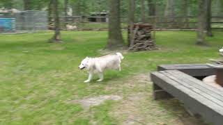 Sumac's great grandma Soleil, zooming around at 15.5yrs old... love this!