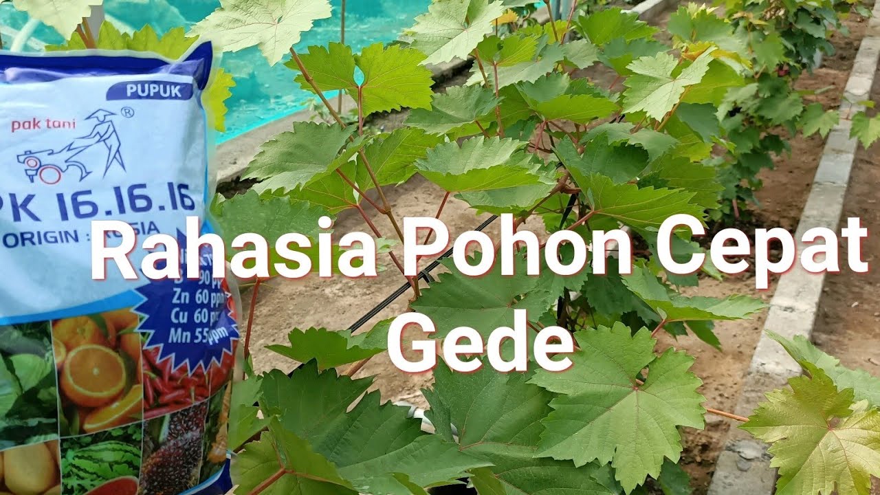 Секрет удобрения для быстрого роста/Применение удобрения для вегетативного роста