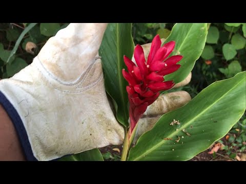 Growing RED GINGER = ALPINIA PURPURATA (first flower) and THANK YOU!