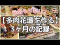 【多肉花壇を一から作る❣️】3ヶ月の記録✨