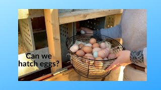 Egg Incubator Hatching Baby Chicks
