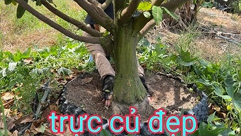 Khui vườn mới cây đẹp giá sinh viên ☎️Diễm 0835898900(15/12)@.com.vn