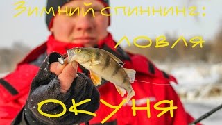 Зимний спиннинг: ловля окуня