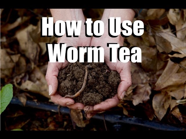 Using Worm Tea in Your Garden - What, Why, How // Feeding Your Garden #2 