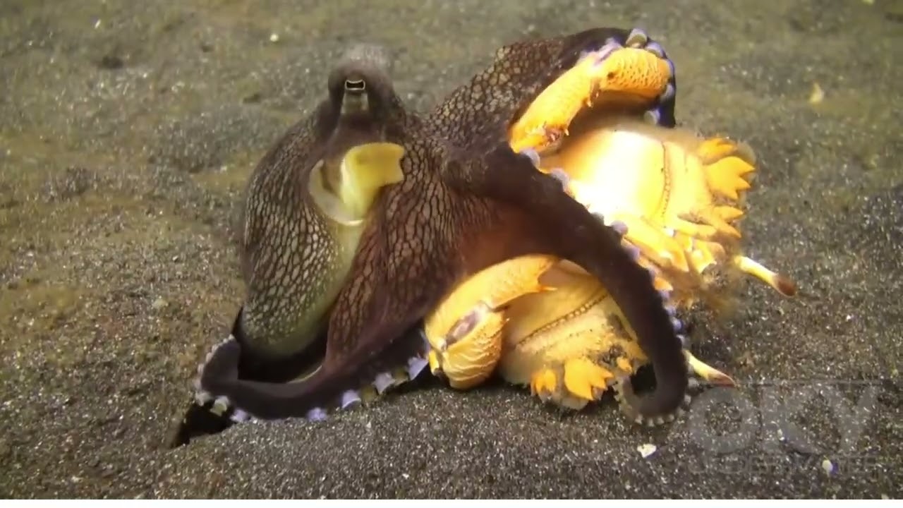 Octopus | Octopus Fighting Crab